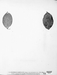 Acrospermum robergeanum image